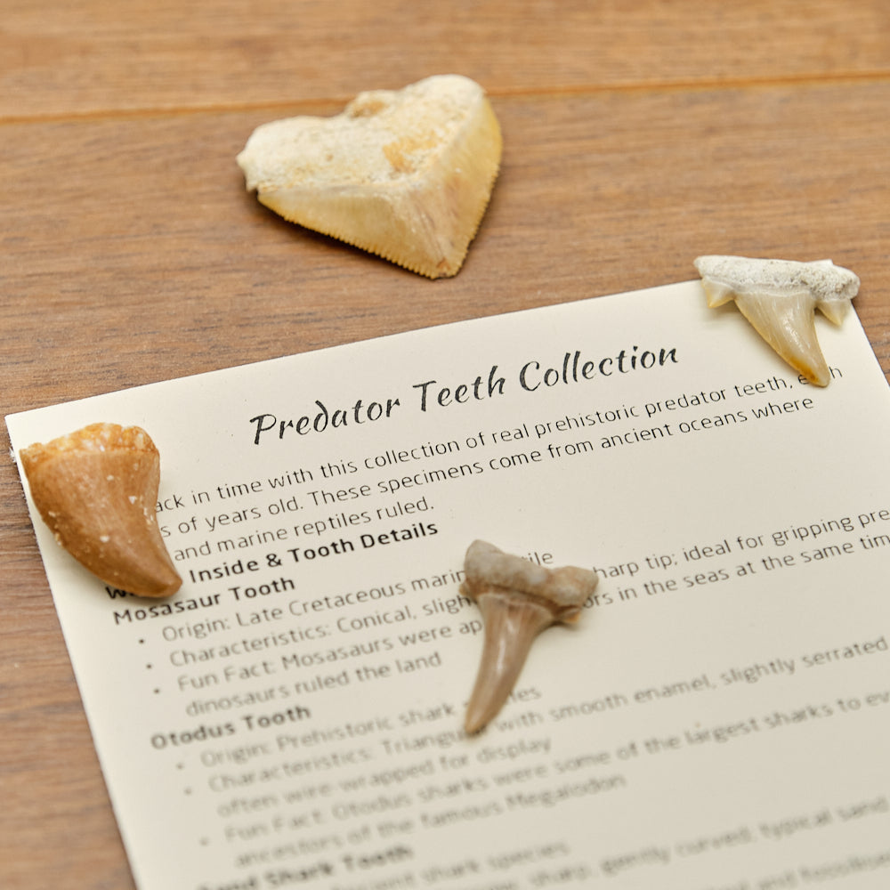 Shark and Reptile Fossil Teeth Gift Set