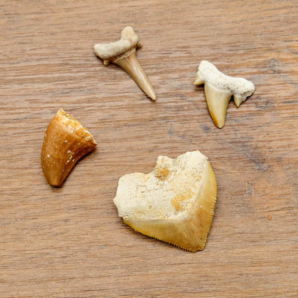 Shark and Reptile Fossil Teeth Gift Set