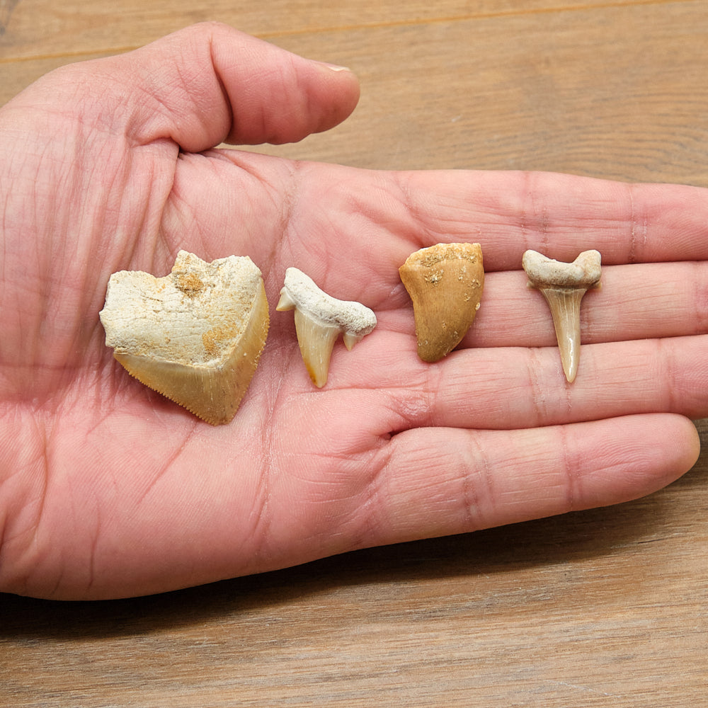 Shark and Reptile Fossil Teeth Gift Set