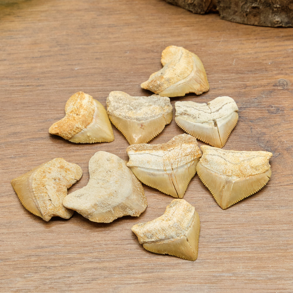 Shark and Reptile Fossil Teeth Gift Set