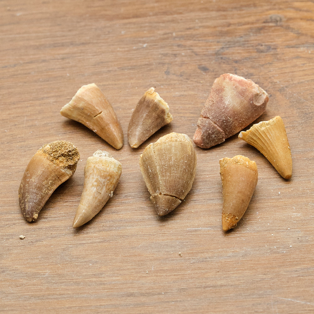 Shark and Reptile Fossil Teeth Gift Set