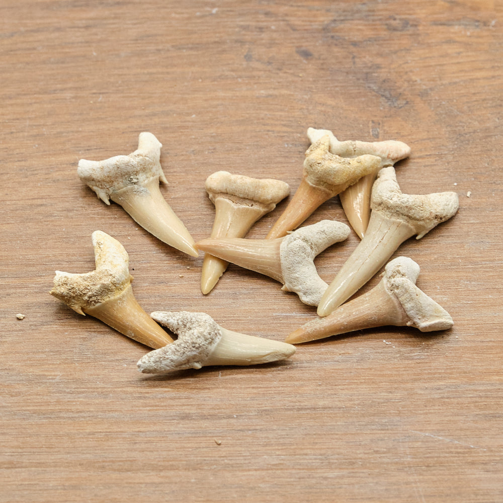 Shark and Reptile Fossil Teeth Gift Set