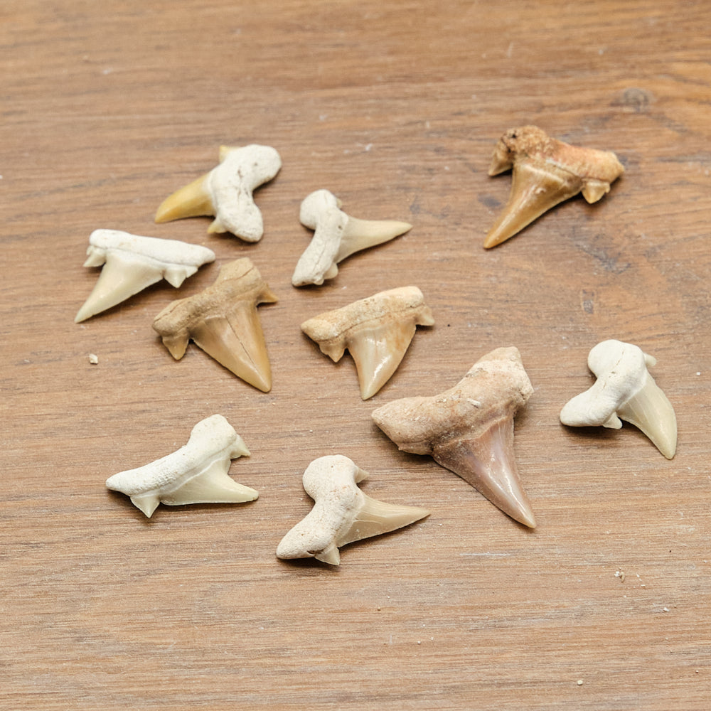 Shark and Reptile Fossil Teeth Gift Set