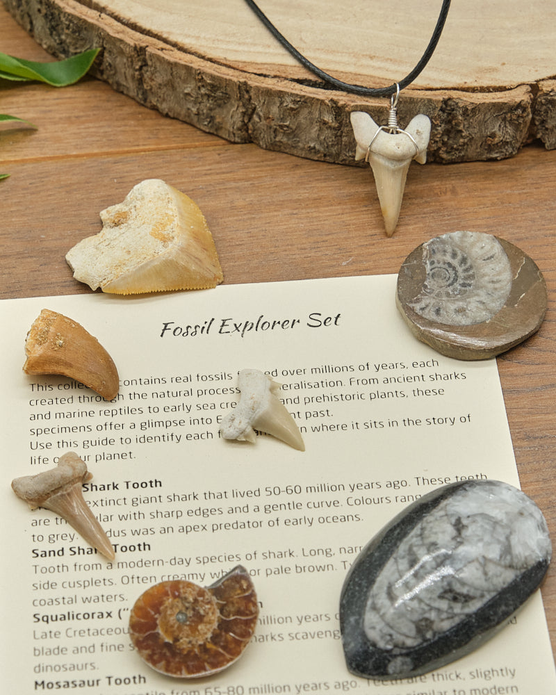 Fossil Explorers Gift Set With Several Various Prehistoric Fossils