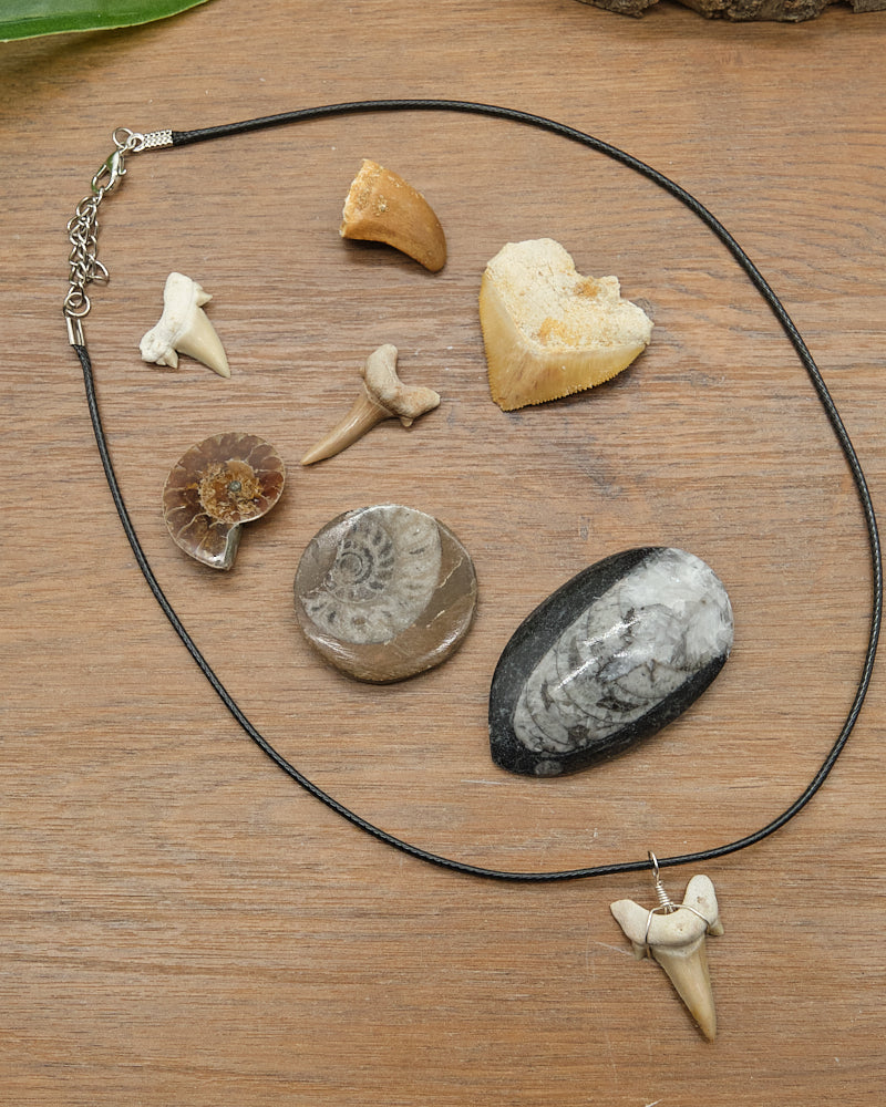 Fossil Explorers Gift Set With Several Various Prehistoric Fossils