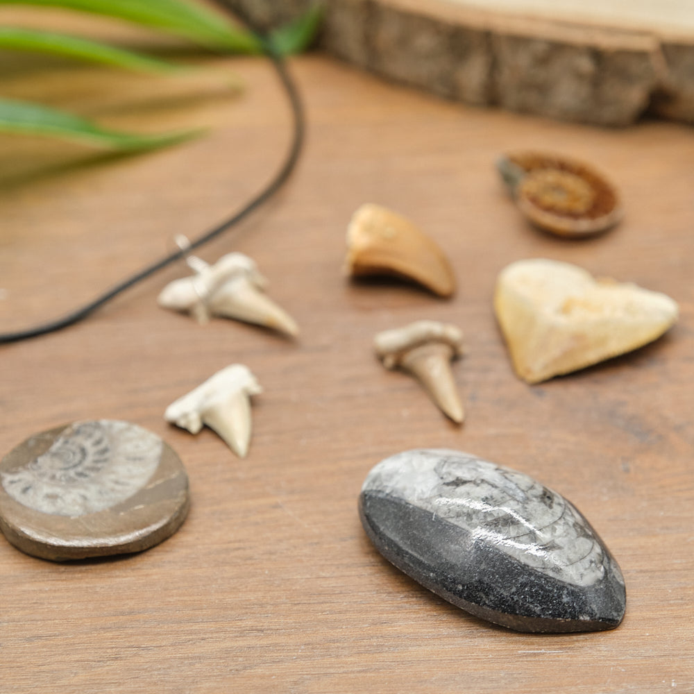 Fossil Explorers Gift Set With Several Various Prehistoric Fossils