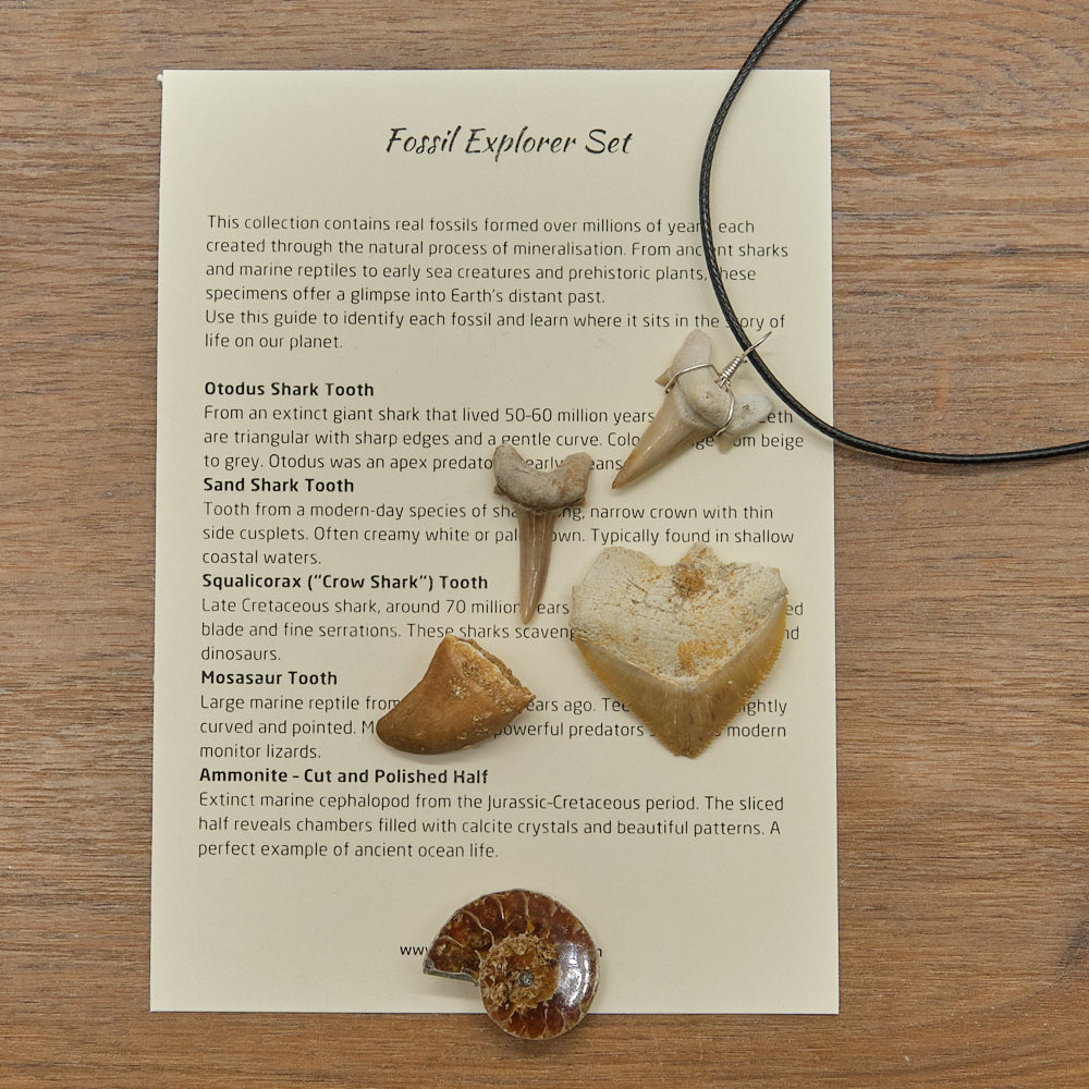 Fossil Explorers Gift Set With Several Various Prehistoric Fossils
