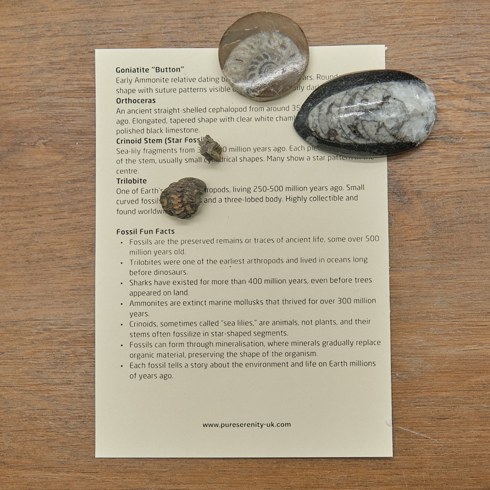 Fossil Explorers Gift Set With Several Various Prehistoric Fossils