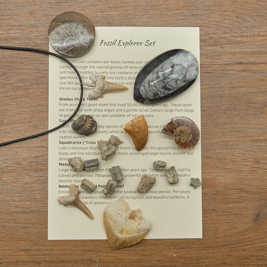 Fossil Explorers Gift Set With Several Various Prehistoric Fossils