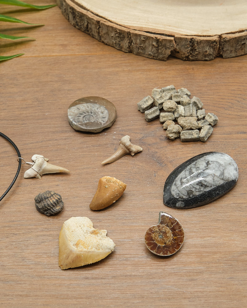 Fossil Explorers Gift Set With Several Various Prehistoric Fossils