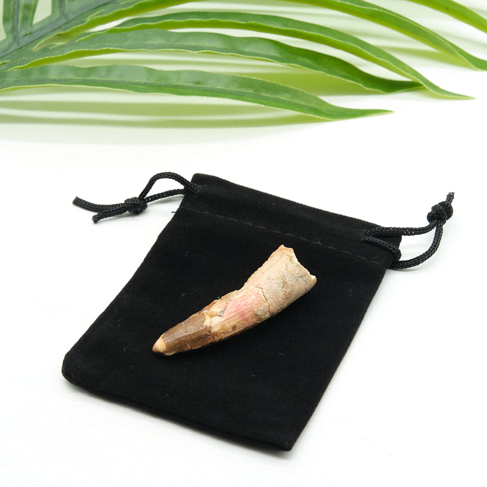 spinosaurus Fossilized tooth on a black drawstring bag with green leaves in the background