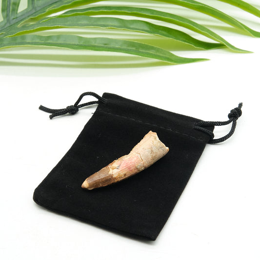 spinosaurus Fossilized tooth on a black drawstring bag with green leaves in the background