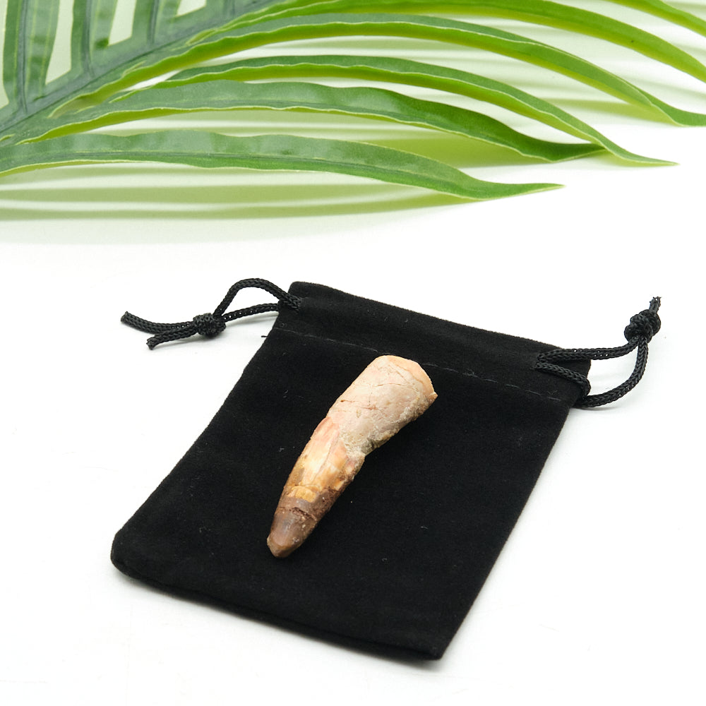 spinosaurus Fossilized tooth on a black drawstring bag with green leaves in the background