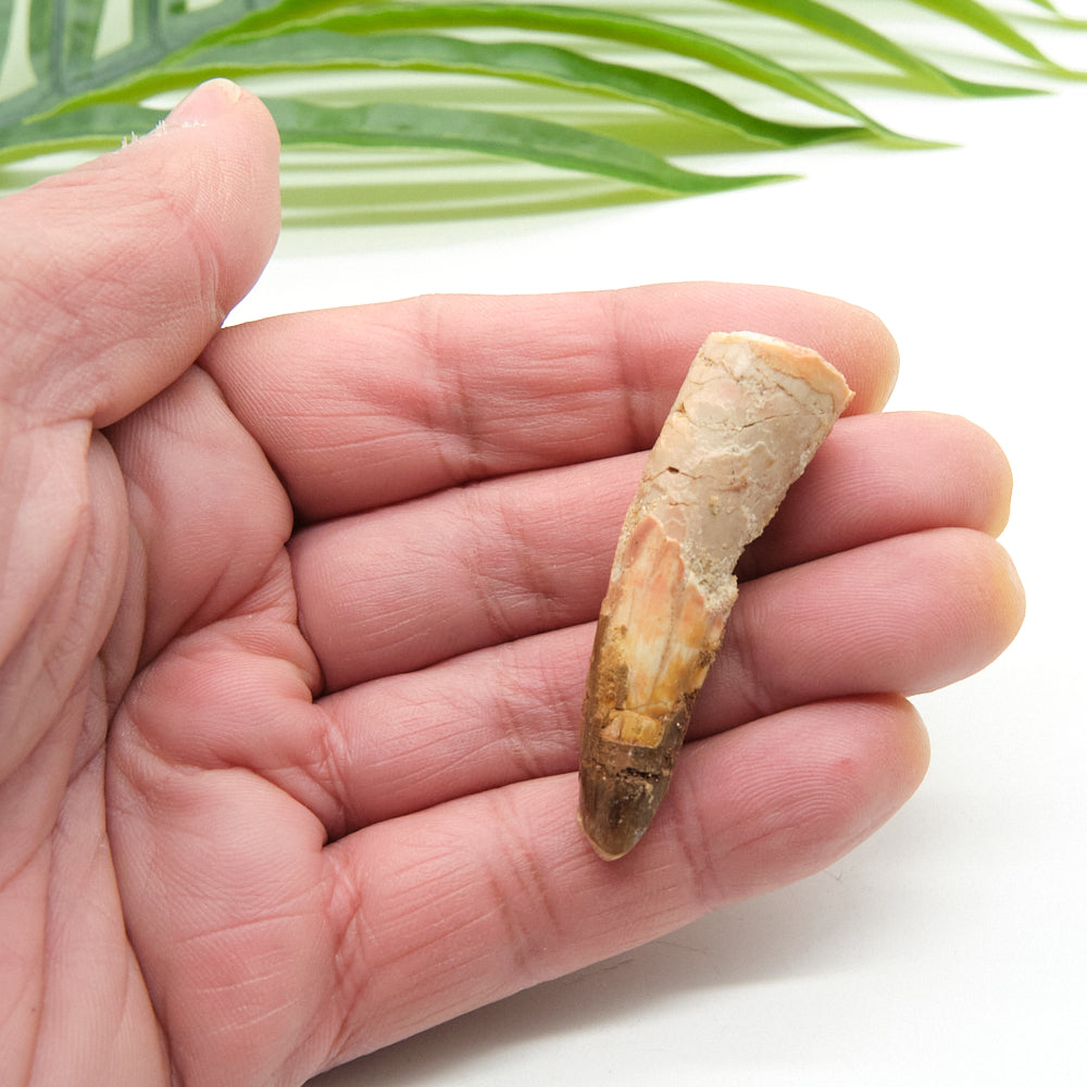 spinosaurus Fossilized tooth held in a hand with green leaves in the background