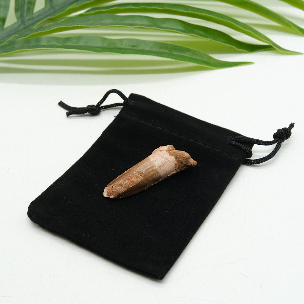 Black drawstring bag with a small spinosaurus tooth on a white background with green leaves.