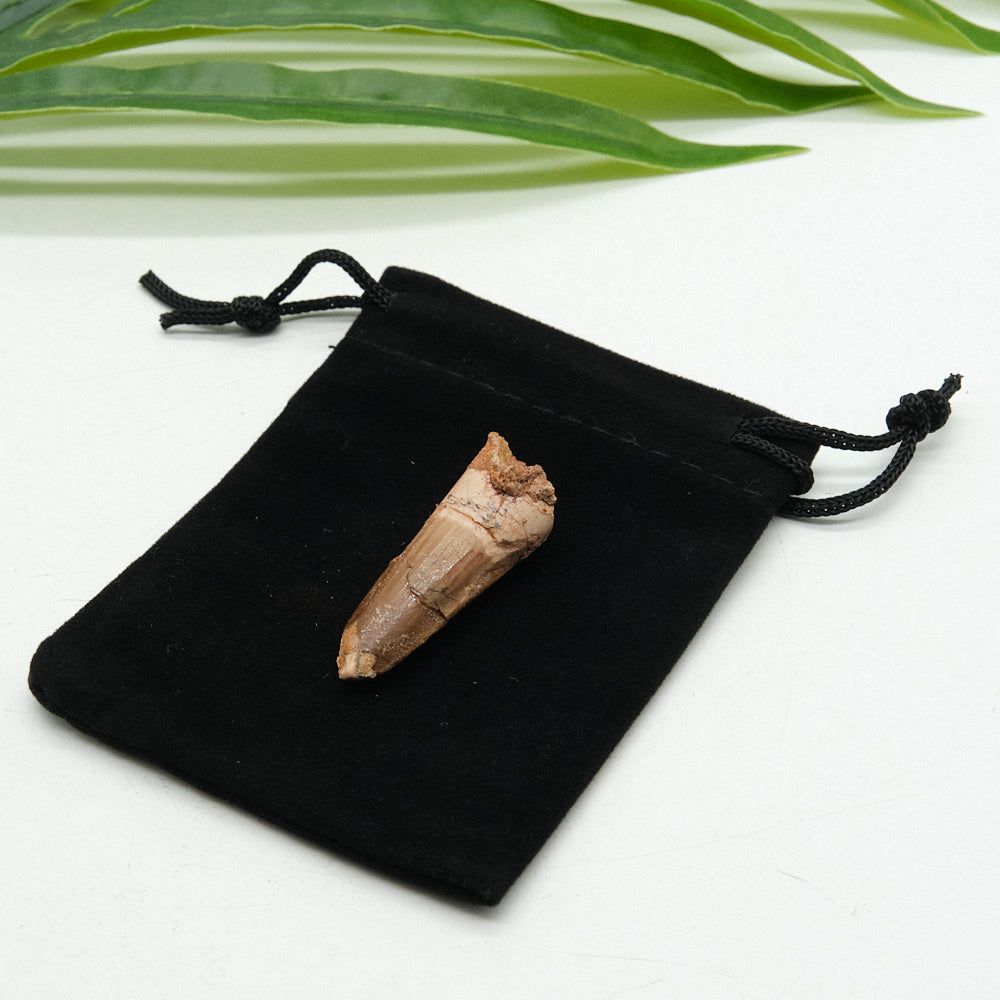 Fossilized spinosaurus tooth on a black drawstring bag with green leaves in the background