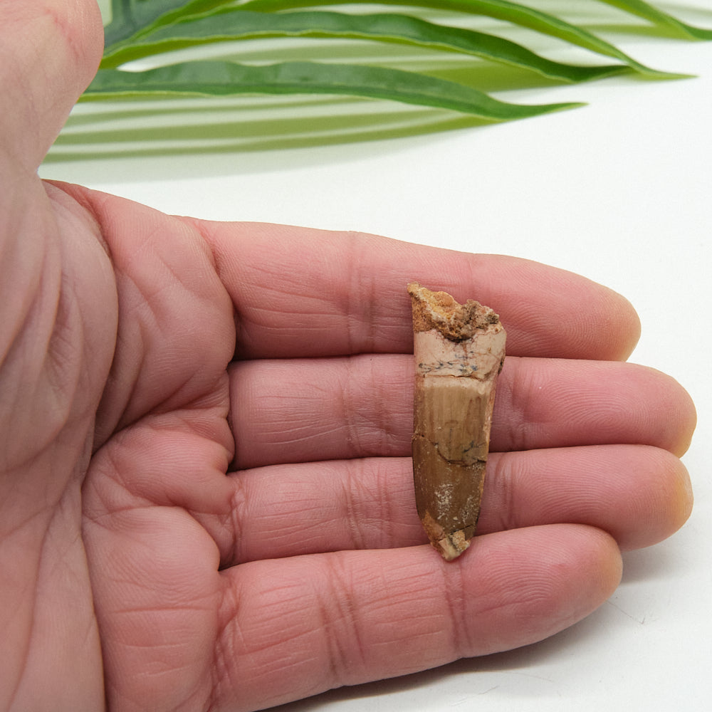 Hand holding a small fossilized tooth against a white background with green leaves.