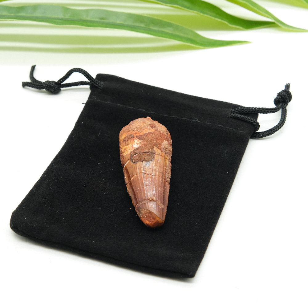 Fossilized spinosaurus tooth on a black velvet bag with green leaves in the background
