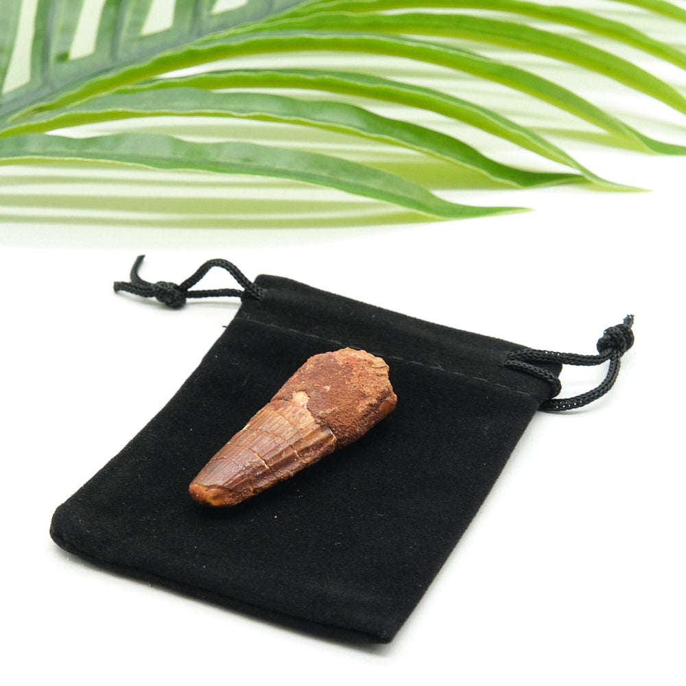 spinosaurus tooth on a black drawstring bag with green leaves in the background