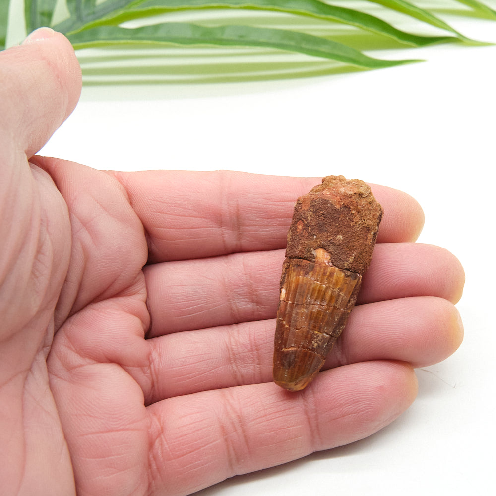 Hand holding a small brown spinosaurus tooth against a white background with green leaves.