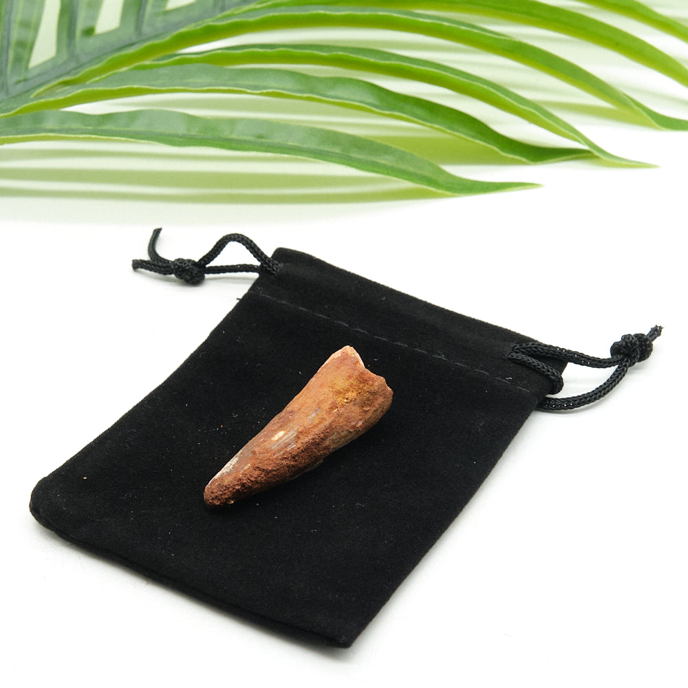 spinosaurus tooth on a black drawstring bag with green leaves in the background