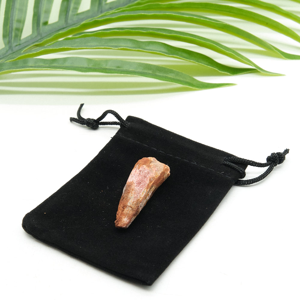 Black drawstring bag with a spinosaurus tooth on a white background with green leaves.