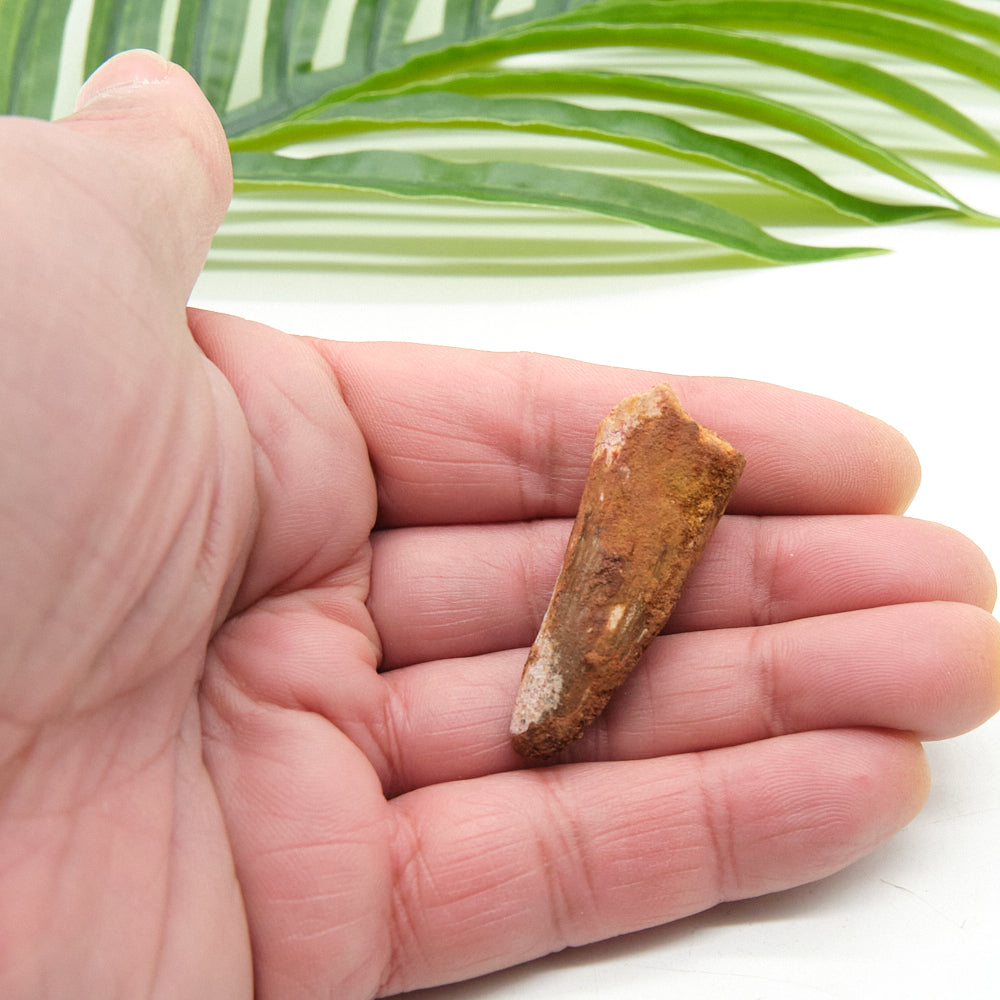 Hand holding a small spinosaurus tooth fossil with green leaves in the background
