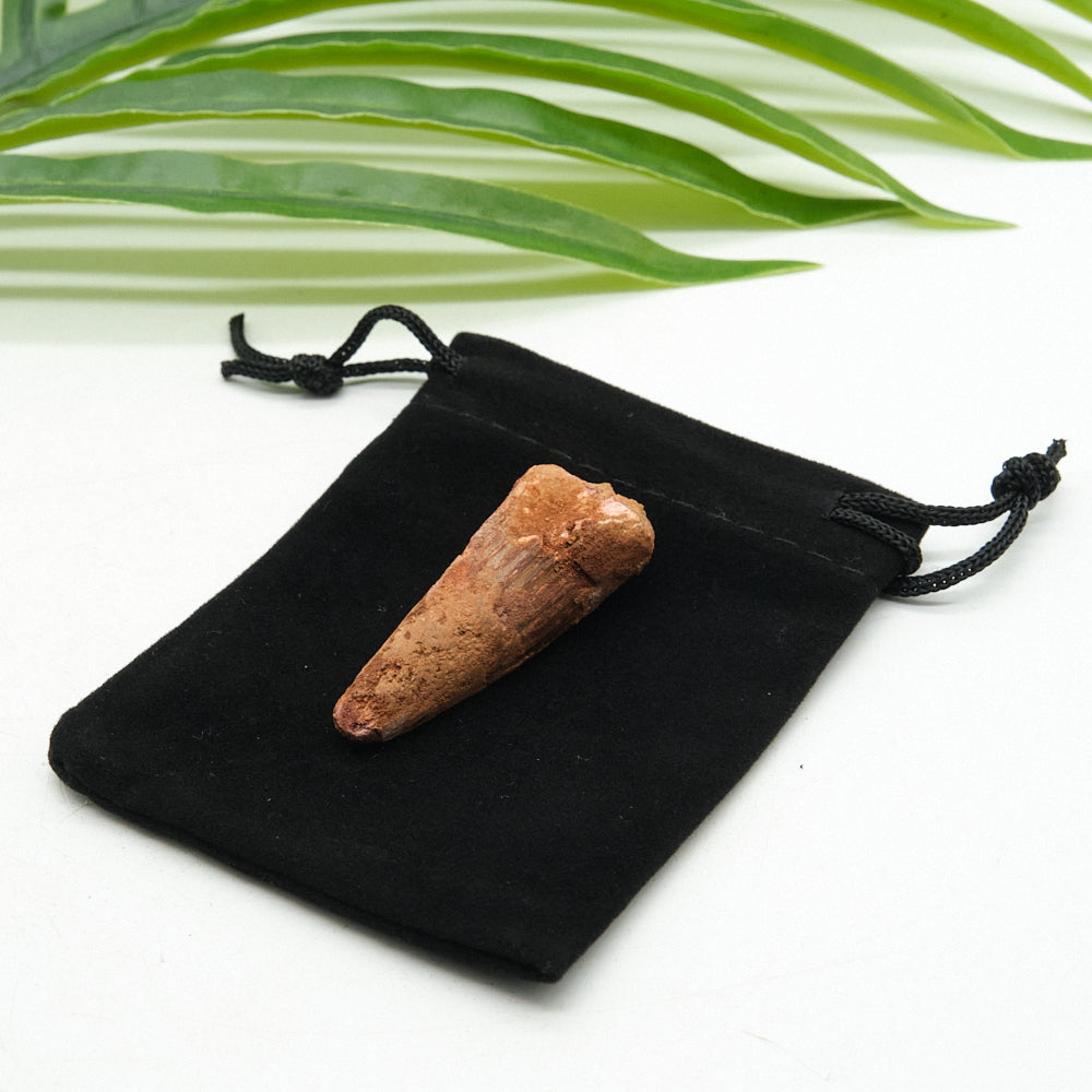 Genuine Spinosaurus Dinosaur Tooth 4.5cm