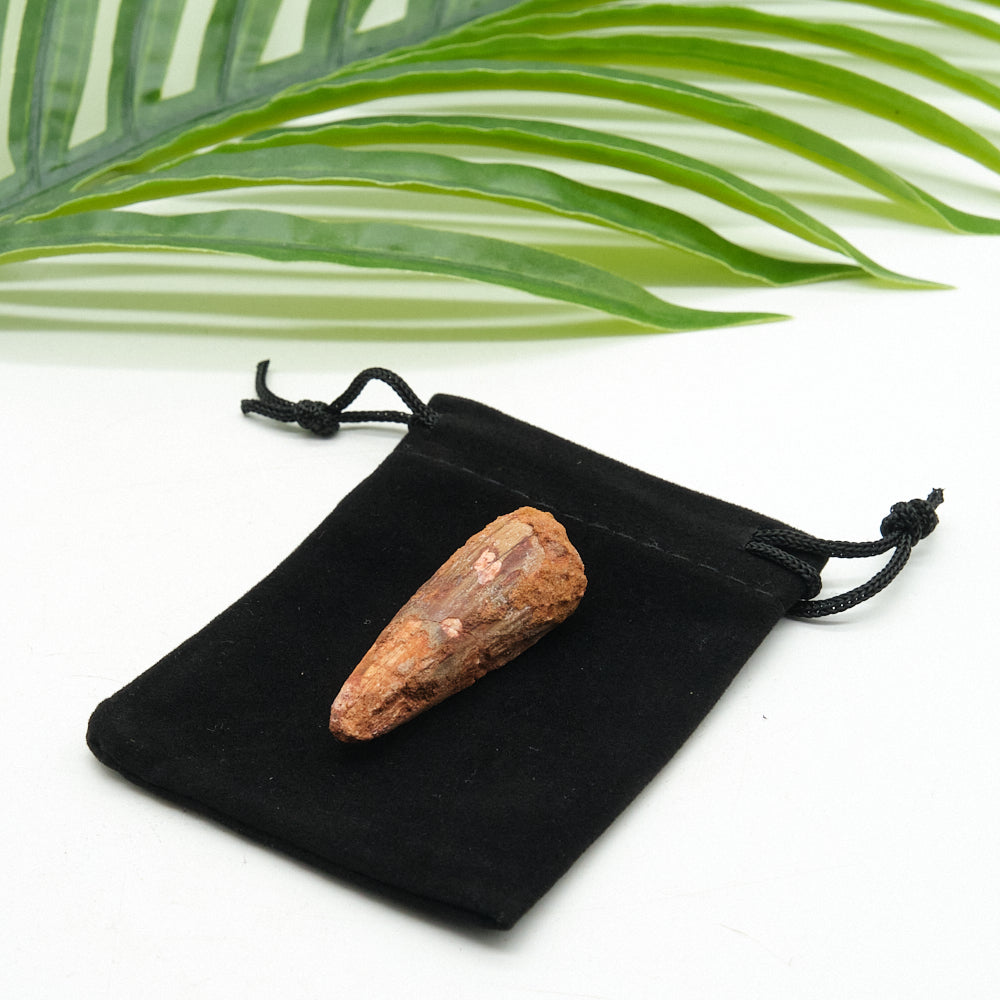 Genuine Spinosaurus Dinosaur Tooth 4.5cm