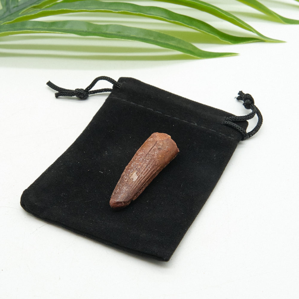 spinosaurus fossil tooth