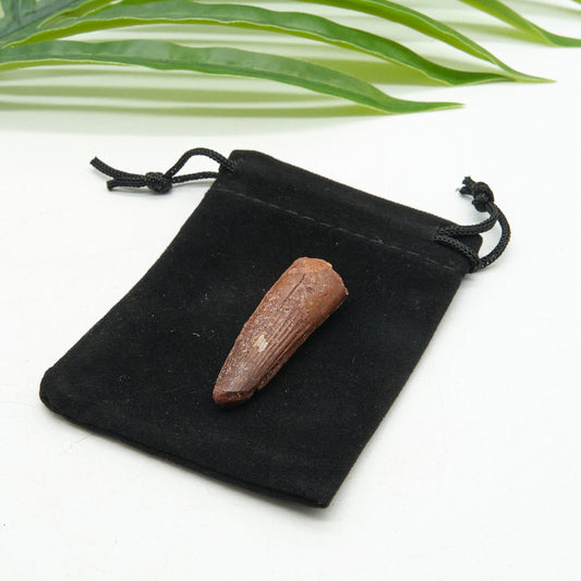 spinosaurus fossil tooth