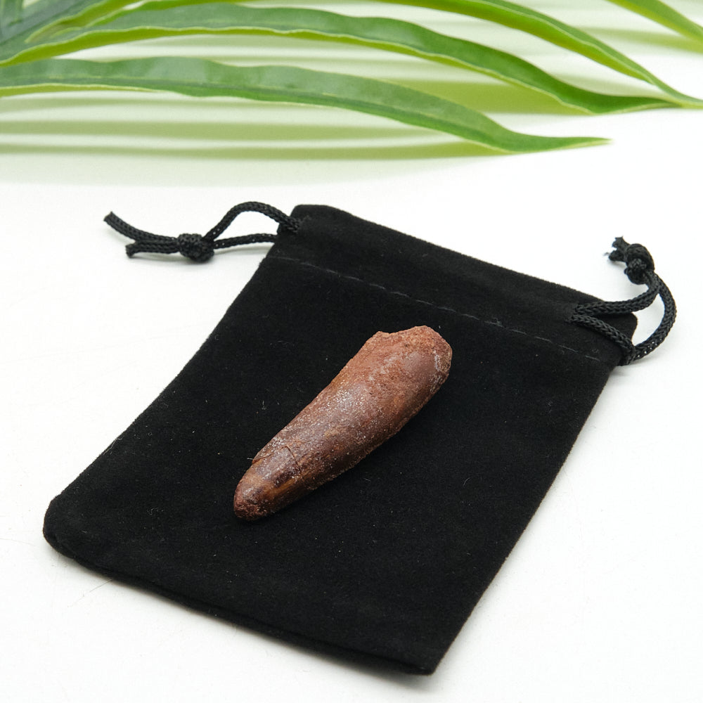Brown spinosaurus fossil tooth on a black drawstring bag with green leaves in the background