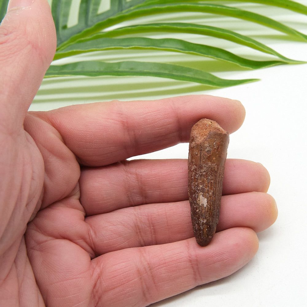 Hand holding a small brown spinosaurus fossil tooth with green leaves in the background