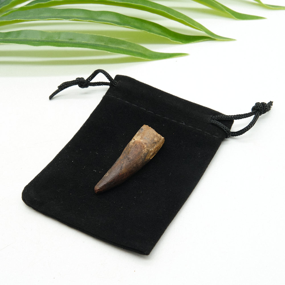Fossilized spinosaurus fossil tooth on a black drawstring bag with green leaves in the background