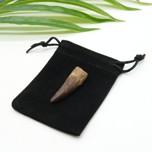 Fossilized spinosaurus fossil tooth on a black drawstring bag with green leaves in the background
