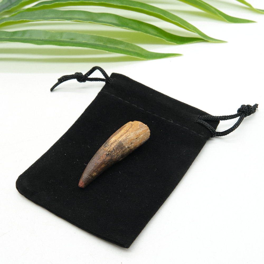 spinosaurus fossil tooth on a black drawstring bag with green leaves in the background