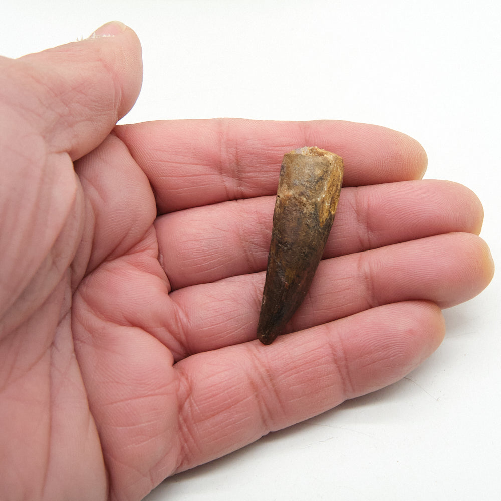 Hand holding a small fossilized spinosaurus fossil tooth against a white background