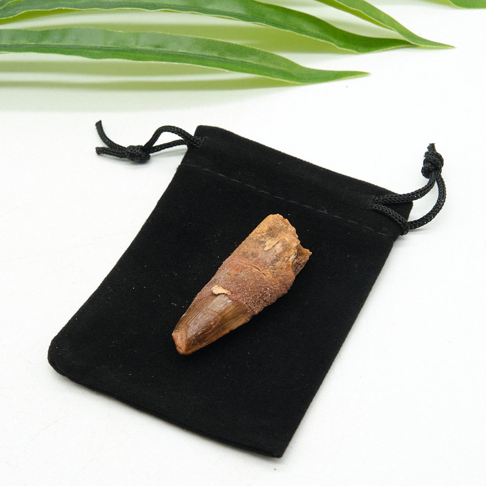 Fossilized spinosaurus fossil tooth on a black drawstring bag with green leaves in the background