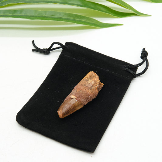 Fossilized spinosaurus fossil tooth on a black drawstring bag with green leaves in the background