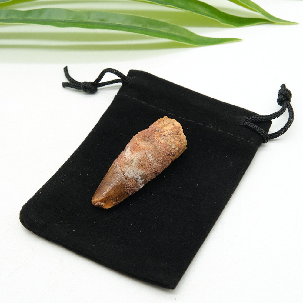 Fossilized spinosaurus fossil tooth on a black drawstring bag with green leaves in the background