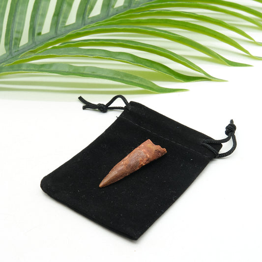 Genuine Spinosaurus Dinosaur Tooth Fossil 4cm