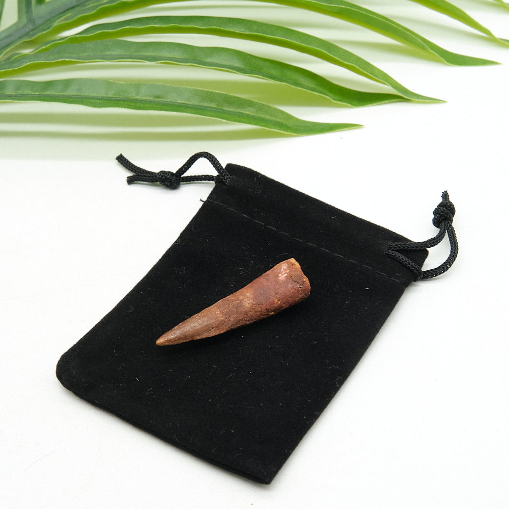 Genuine Spinosaurus Dinosaur Tooth Fossil 4cm