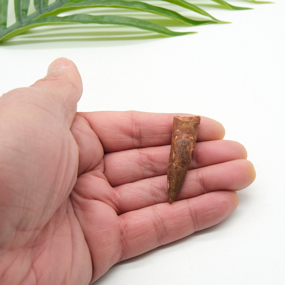 Genuine Spinosaurus Dinosaur Tooth Fossil 4cm