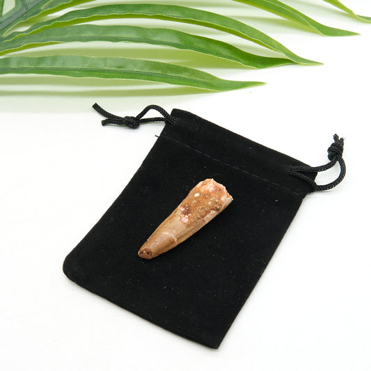 Genuine Spinosaurus Dinosaur Tooth 4cm