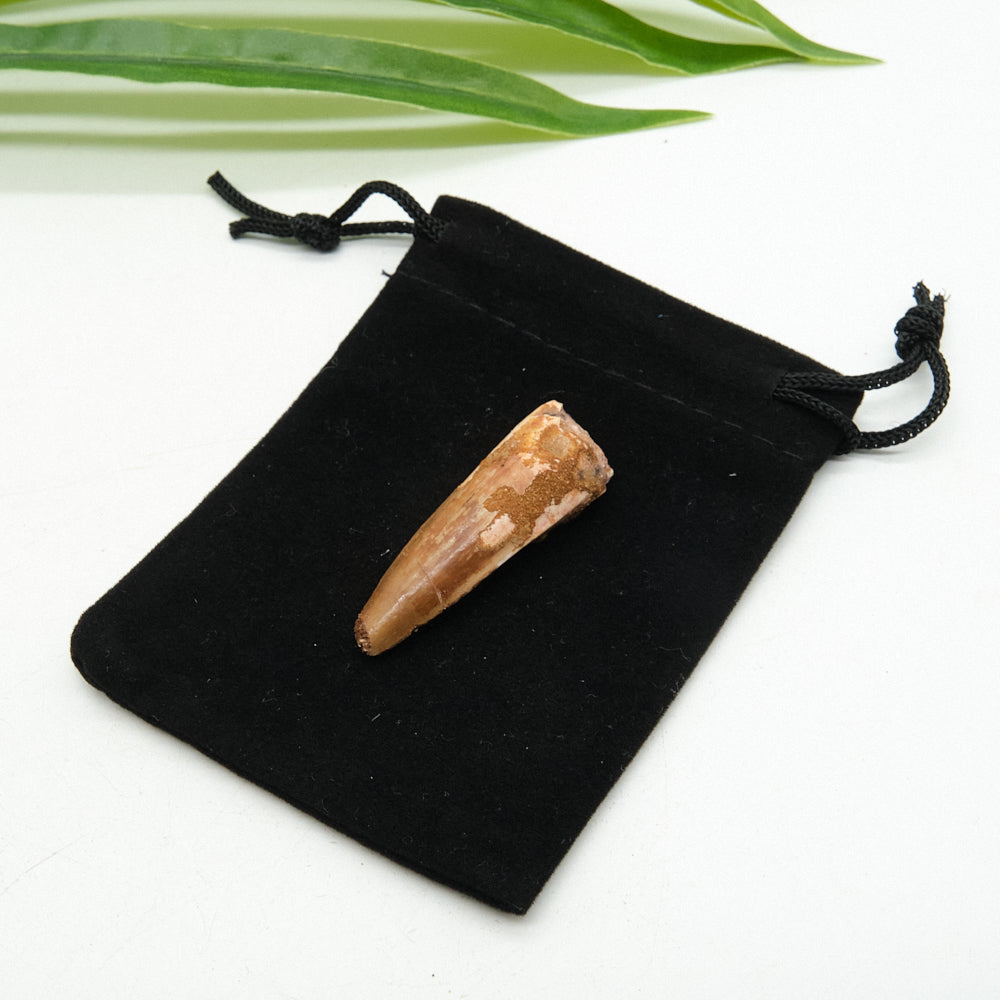 Genuine Spinosaurus Dinosaur Tooth 4cm