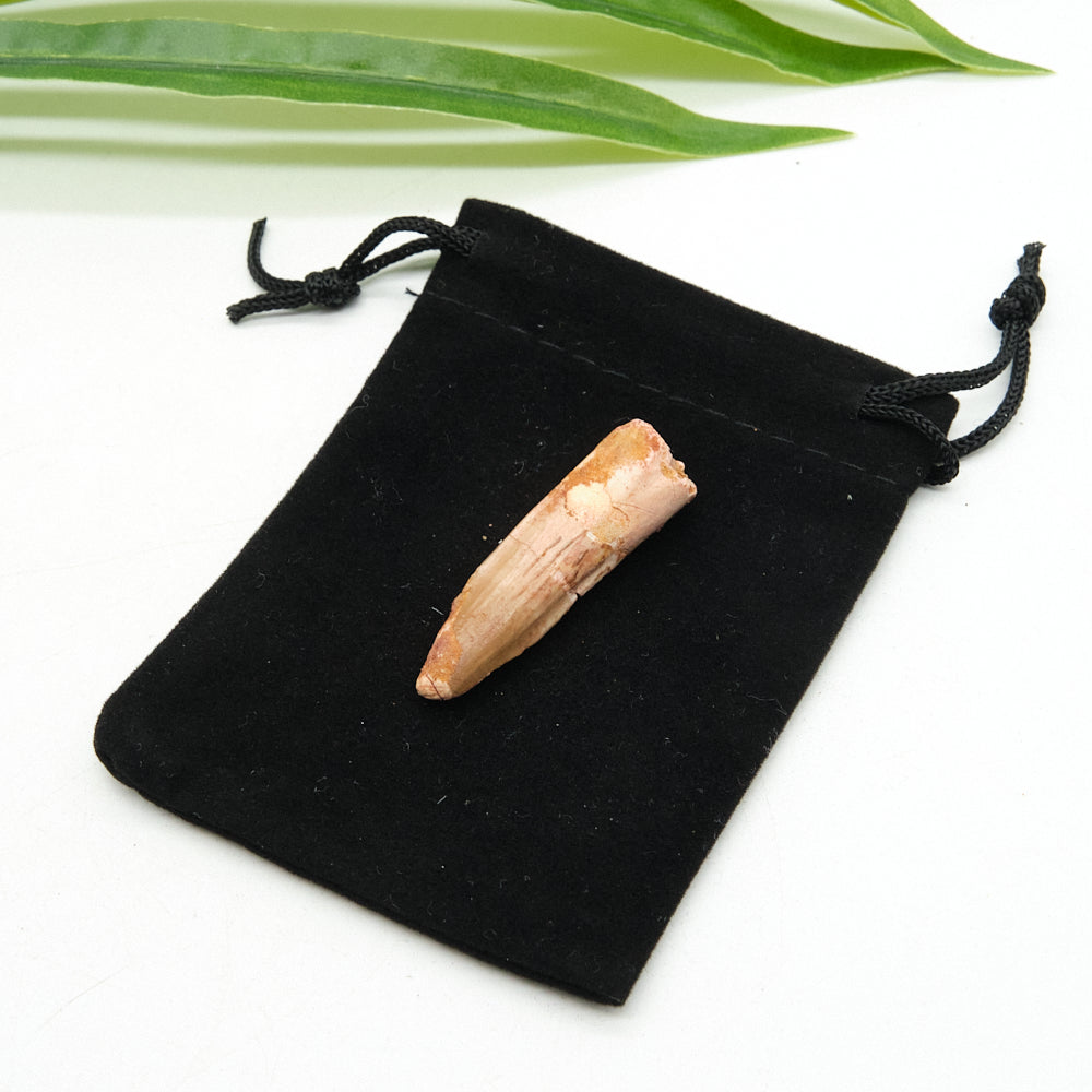 Genuine Spinosaurus Dinosaur Tooth 4cm