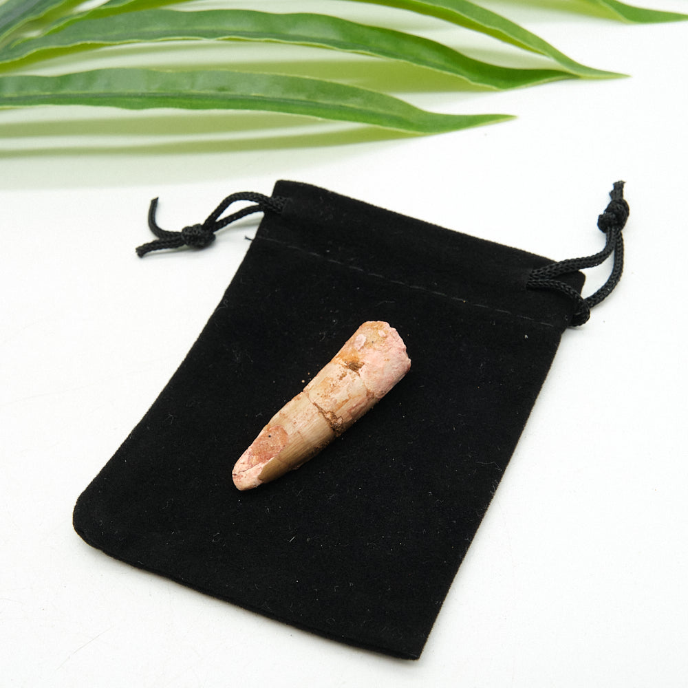 Genuine Spinosaurus Dinosaur Tooth 4cm