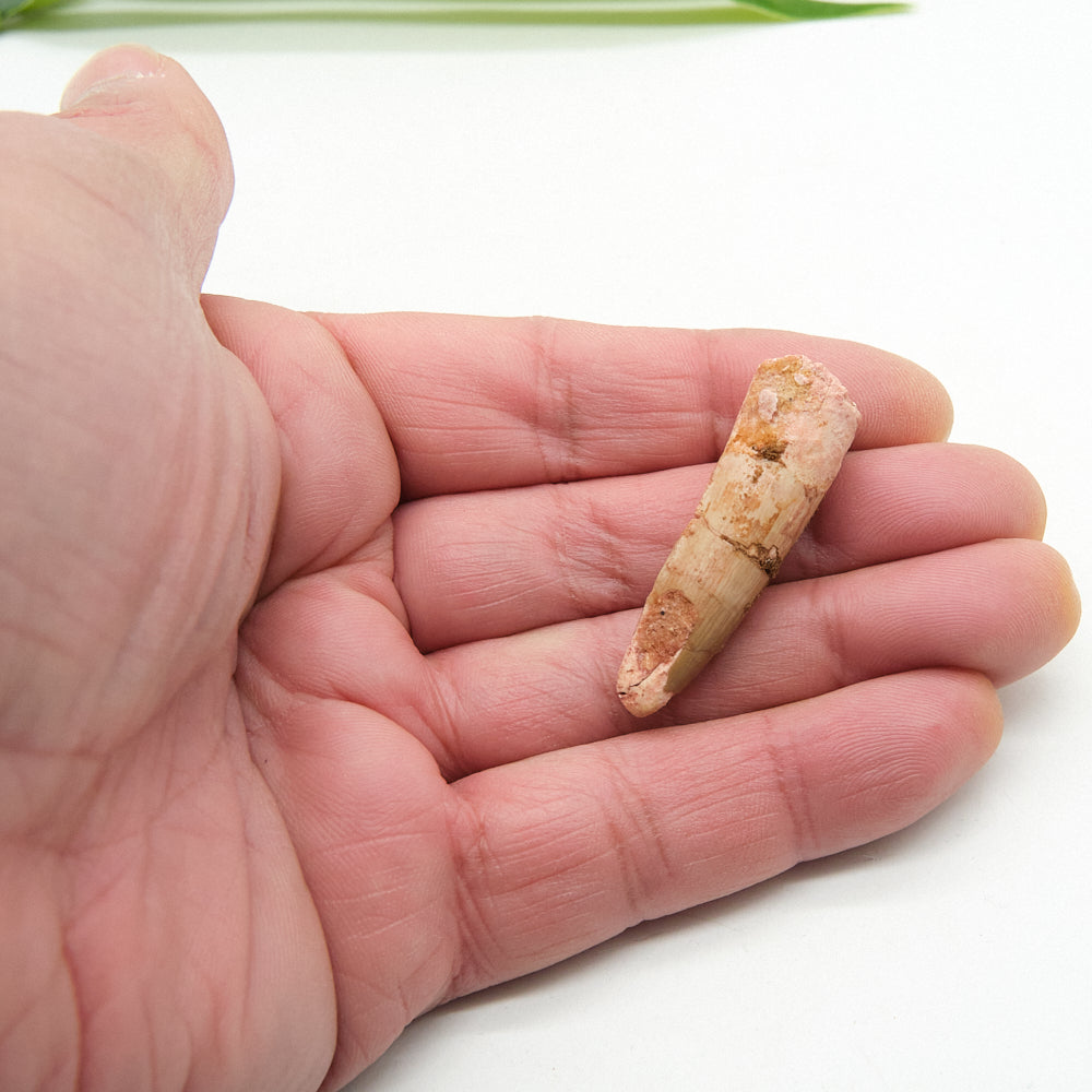 Genuine Spinosaurus Dinosaur Tooth 4cm