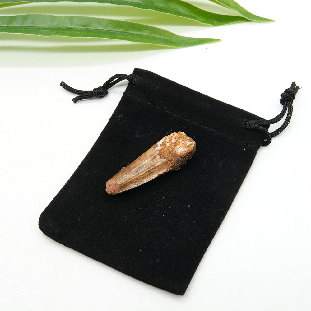 Genuine Spinosaurus Dinosaur Tooth 4cm