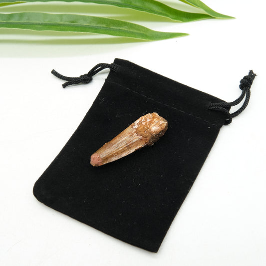 Genuine Spinosaurus Dinosaur Tooth 4cm